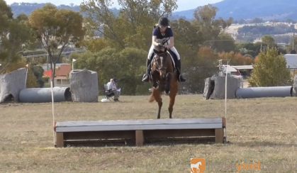 14.2hh 5y/o WB/TB Mare on HorseYard.com.au