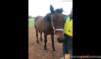 14 y/o STB mare on HorseYard.com.au