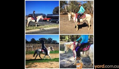 Very quiet beginners Welsh x, done pony club. on HorseYard.com.au