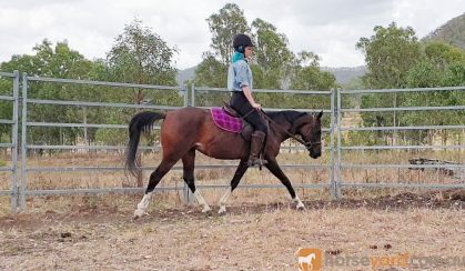 90% Reg Partbred Arab Mare on HorseYard.com.au