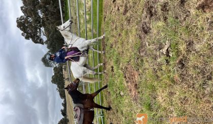 Thoroughbred gelding on HorseYard.com.au