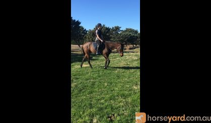 Tb mare for sale  on HorseYard.com.au