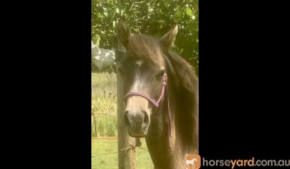 78% Arabian Riding Pony filly.  on HorseYard.com.au