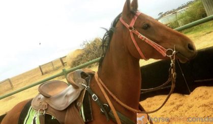 Broken in but needs further training beautiful loving gelding  on HorseYard.com.au