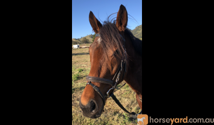 15.2h Bay TB mare on HorseYard.com.au