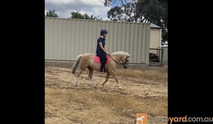 Pony Palomino Gelding  on HorseYard.com.au