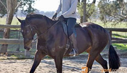 Beautiful Competitive HRCAV or Show or Dressage Mount  on HorseYard.com.au