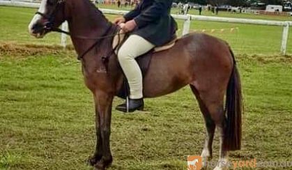 Beautiful Welsh mare on HorseYard.com.au