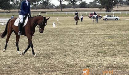 14.2hh 5y/o WB/TB Mare on HorseYard.com.au