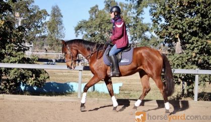 Quiet OTT Gelding  on HorseYard.com.au