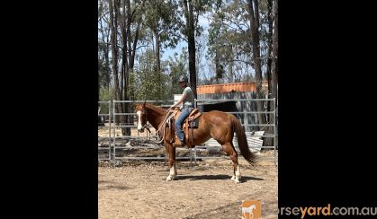 Bringing Sexy Back  on HorseYard.com.au