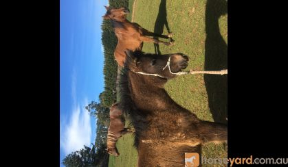 Filly For Sale upon weaning. on HorseYard.com.au