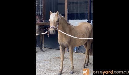 DIXIE- Cute &Quiet 12.2hh 7yo Welsh Mountain Pony  on HorseYard.com.au