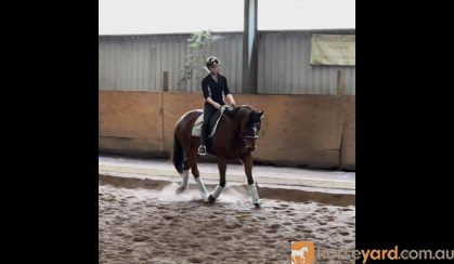 Sweet 7yo TB Gelding  on HorseYard.com.au