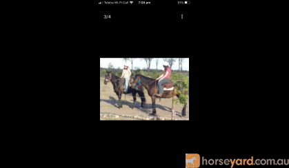 Handsome gelding with potential  on HorseYard.com.au
