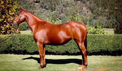 Buckskin Pony Mare  on HorseYard.com.au