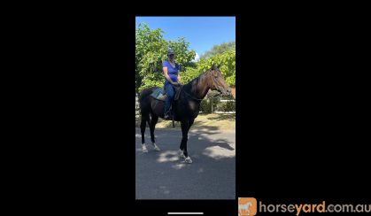 Super easy to ride TB on HorseYard.com.au