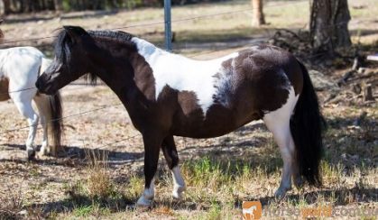 Outstanding Miniature Pony/APSB colt - Yearling on HorseYard.com.au