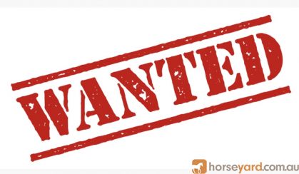 Wanted horse to lease  on HorseYard.com.au