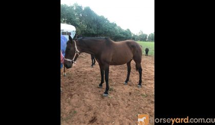 14 y/o STB mare on HorseYard.com.au