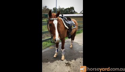 Beautiful gelding on HorseYard.com.au