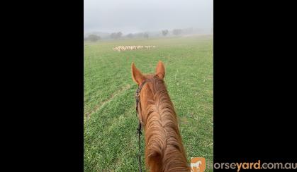 Chestnut TB mare on HorseYard.com.au