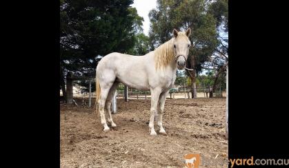 PROJECT Mare: 14.1hh Arab x  on HorseYard.com.au