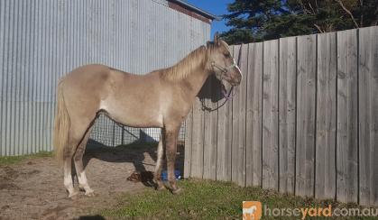 Silver grulla gelding on HorseYard.com.au