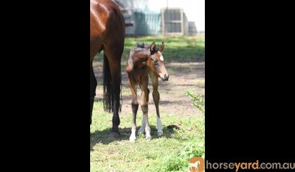 Fiji R Filly on HorseYard.com.au