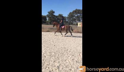 Show/Allrounder childs pony  on HorseYard.com.au