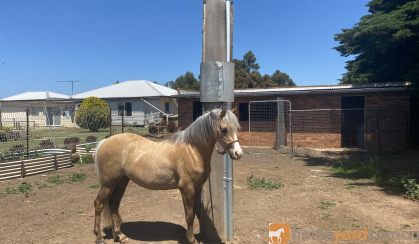 Welsh gelding  on HorseYard.com.au