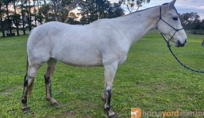 QH x Mare  on HorseYard.com.au