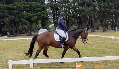 Clydie x qh on HorseYard.com.au