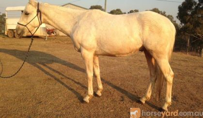 QH Gelding  on HorseYard.com.au