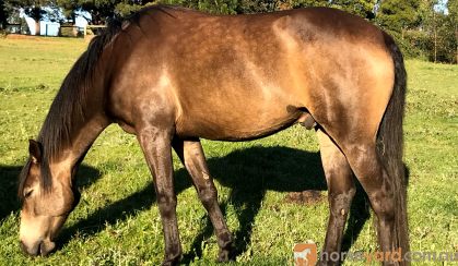 Stunning sooty buckskin  on HorseYard.com.au