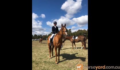 Flashy chestnut gelding  on HorseYard.com.au