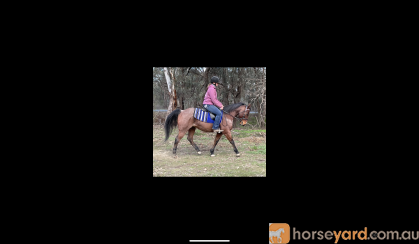 Roany 14h 4yo quarter horse gelding  on HorseYard.com.au