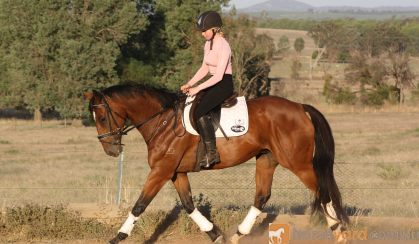 Kind OTTB Gelding  on HorseYard.com.au