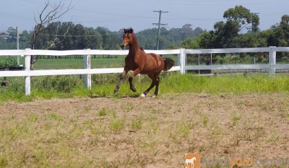 Welsh Cob- Pony Dressage/ Show/ Hunter Potential! on HorseYard.com.au