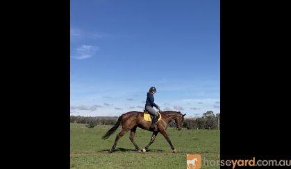 Big flash thoroughbred mare on HorseYard.com.au