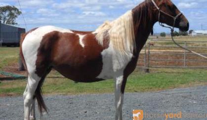 Tobiano Part Arabian Mare on HorseYard.com.au