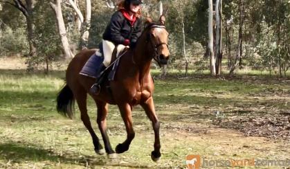 Quiet Warmblood Mare - Breed or Ride on HorseYard.com.au
