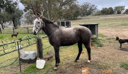 Quiet Stock horse gelding  on HorseYard.com.au