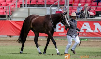 NATIONAL & ROYAL QUALITY HSH 3YO GELDING on HorseYard.com.au