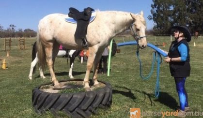 Appy 8 years old 15.1hh on HorseYard.com.au