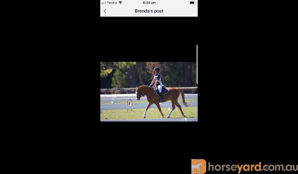 Australian Riding Pony on HorseYard.com.au