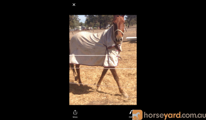 Beautiful sweet standy on HorseYard.com.au