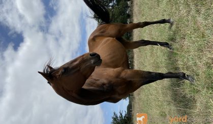 Whiskey-TB Gelding on HorseYard.com.au