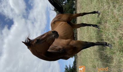 Whiskey-TB Gelding on HorseYard.com.au