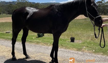 Gorgeous TB Gelding  on HorseYard.com.au